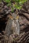 Female great horned owl roosting outside nesting cavity-Kentucky Art Print